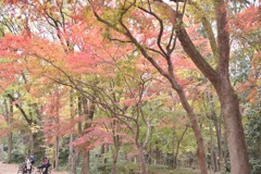 糺の森