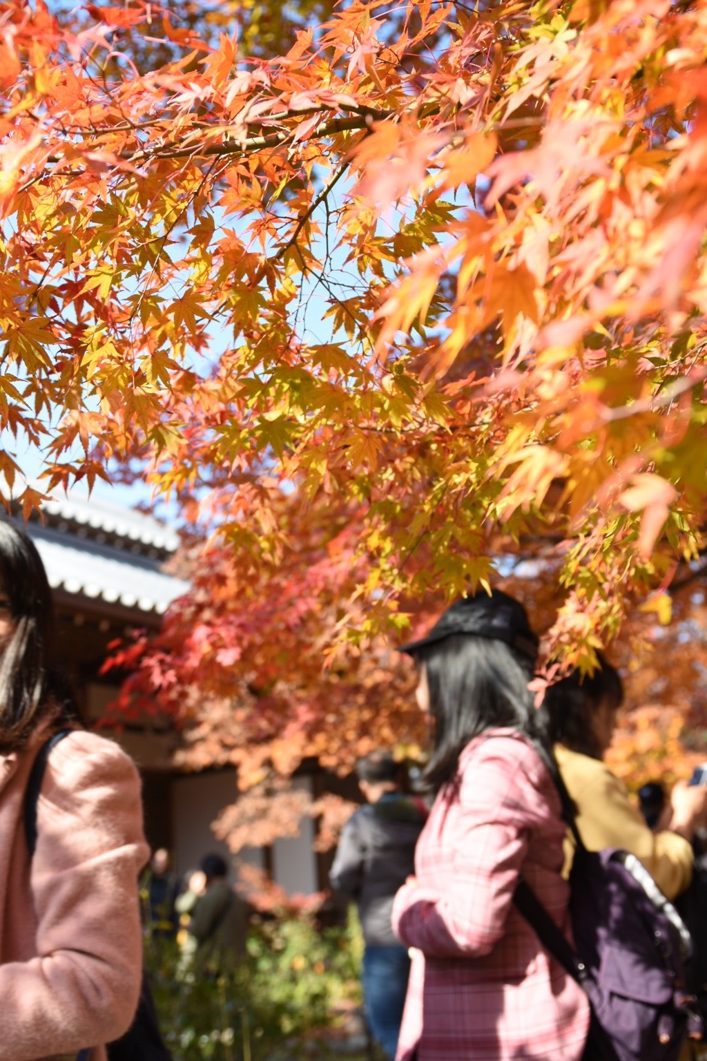 紅葉狩り〜
