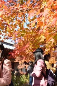 紅葉狩り〜