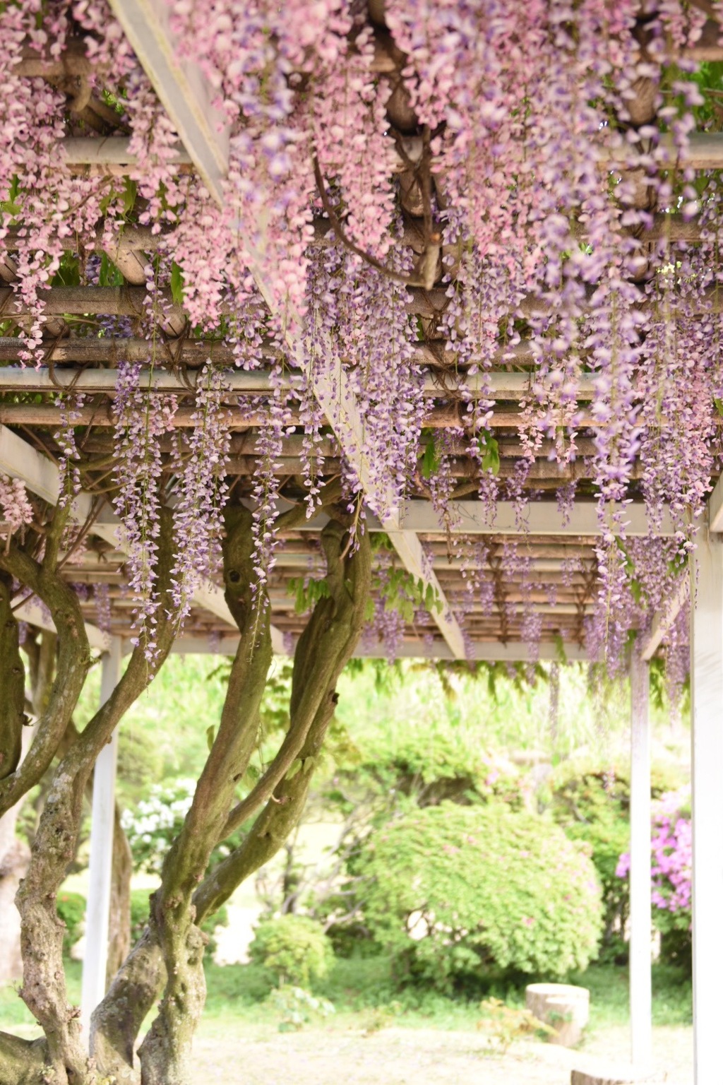 金蛇水神社 藤棚
