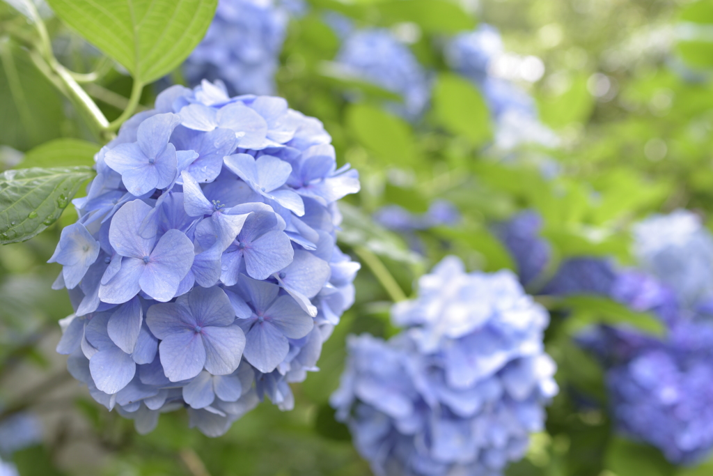 紫陽花2019.06.29　”紫”