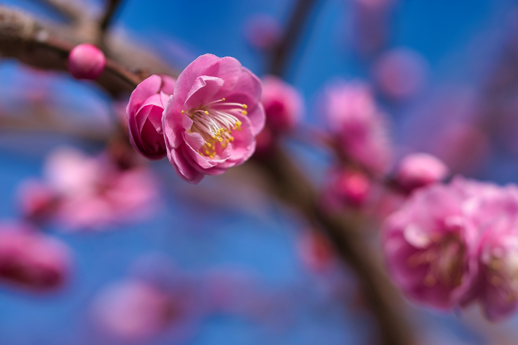 ＝＝　梅の花に夢中　＝＝