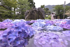 水面に浮かぶ紫陽花