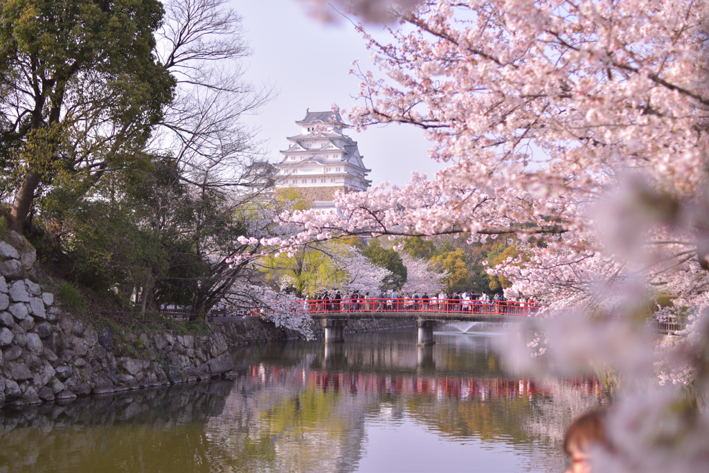 桜色