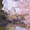 桜色