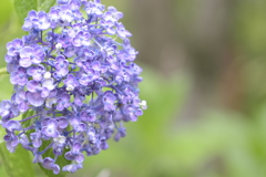 紫陽花2019.06.29　”紫”2