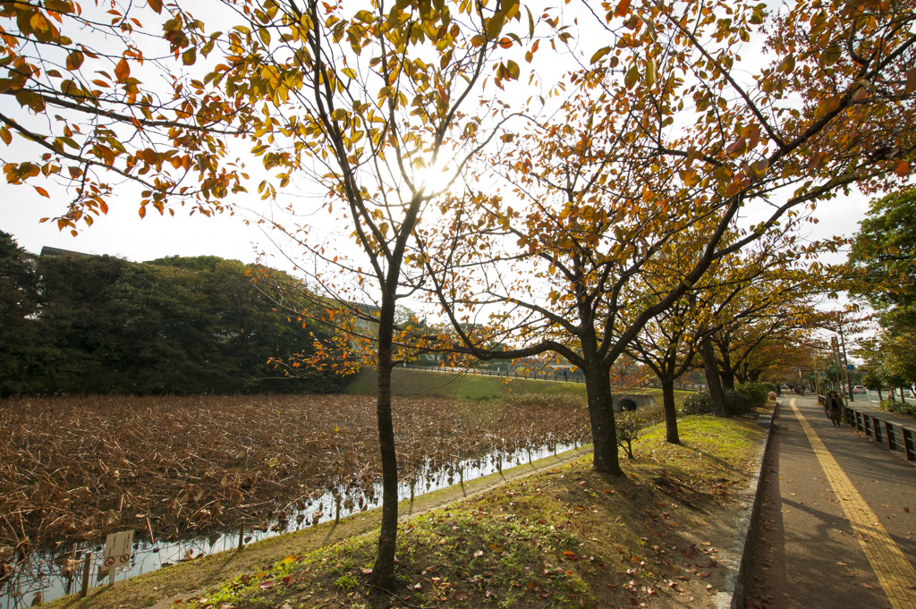 福岡城　お堀