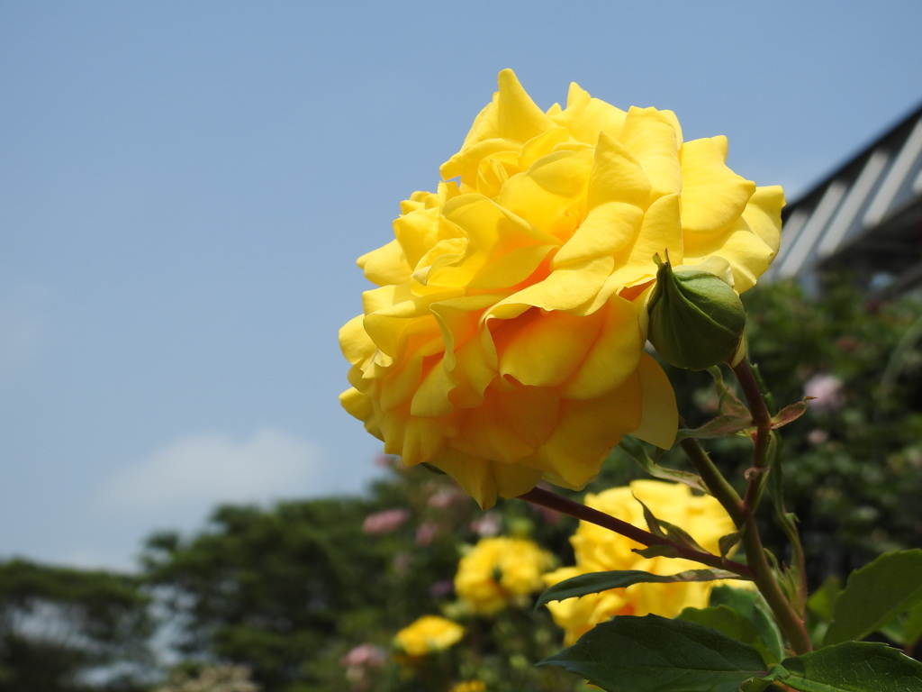 薔薇-1