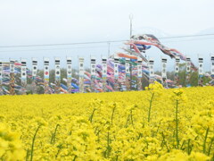 菜の花と鯉のぼり-1