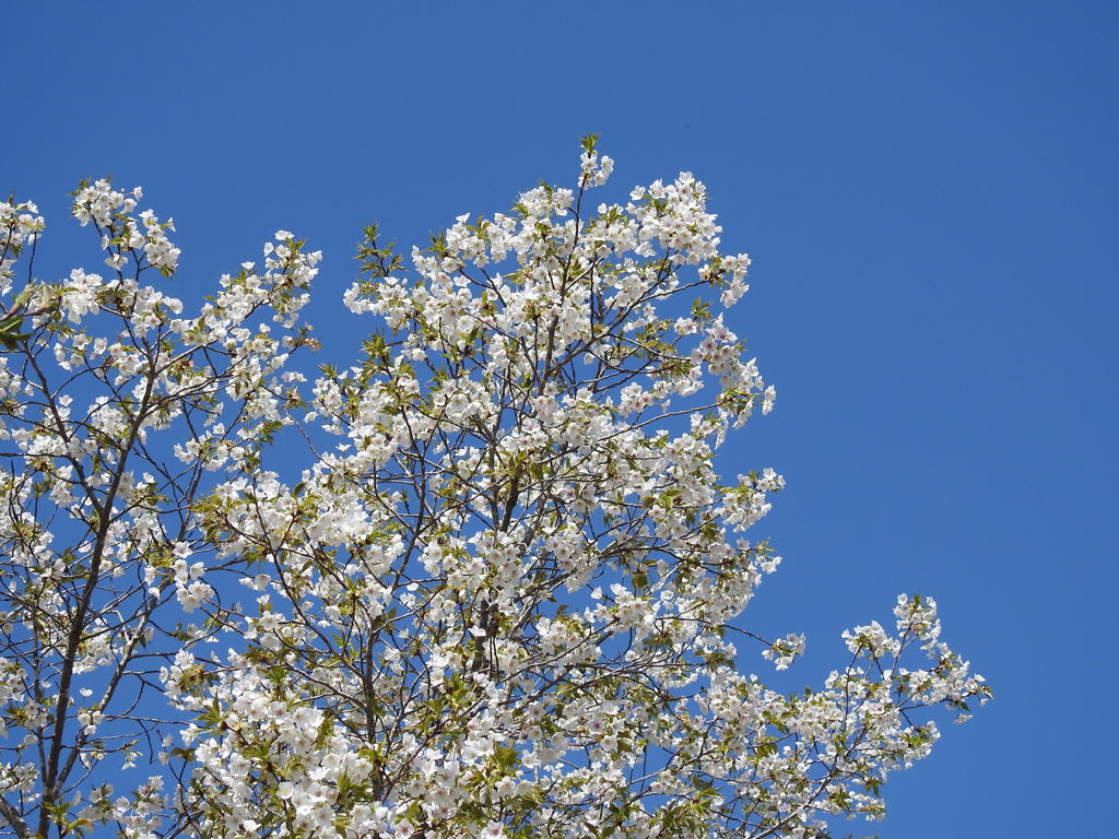 桜ー1