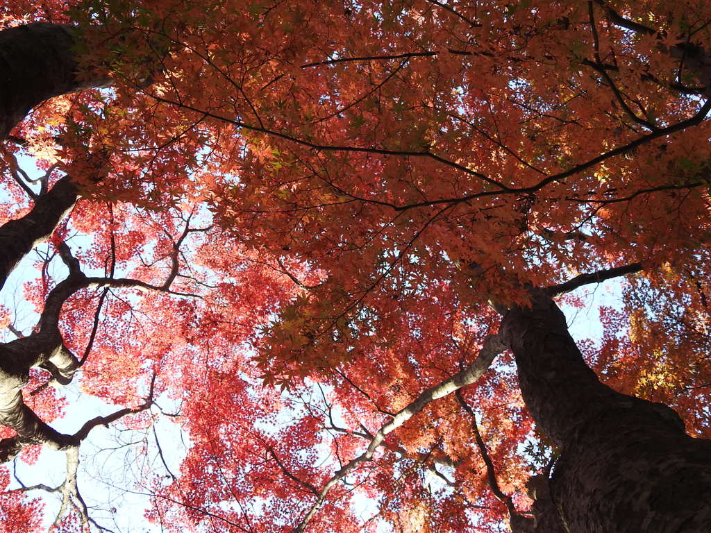 大山参道の紅葉-5