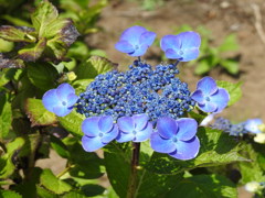 紫陽花ｰ17
