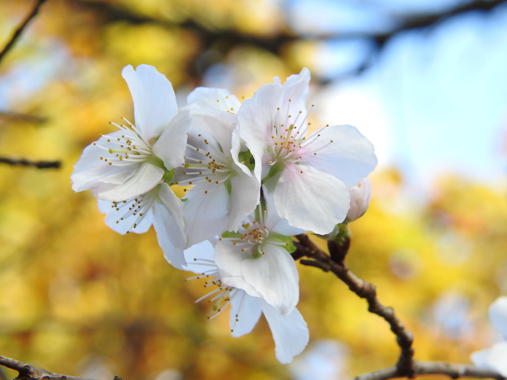 冬桜ｰ4