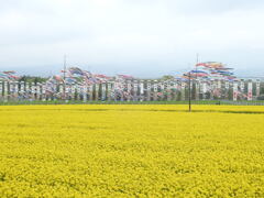 菜の花と鯉のぼり-3