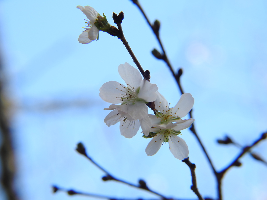 冬桜ｰ2