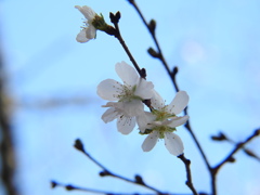 冬桜ｰ2