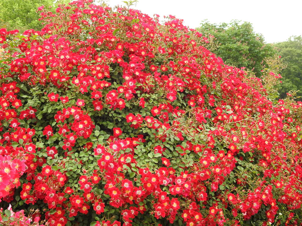 薔薇ｰ12