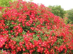 薔薇ｰ12