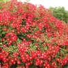 薔薇ｰ12