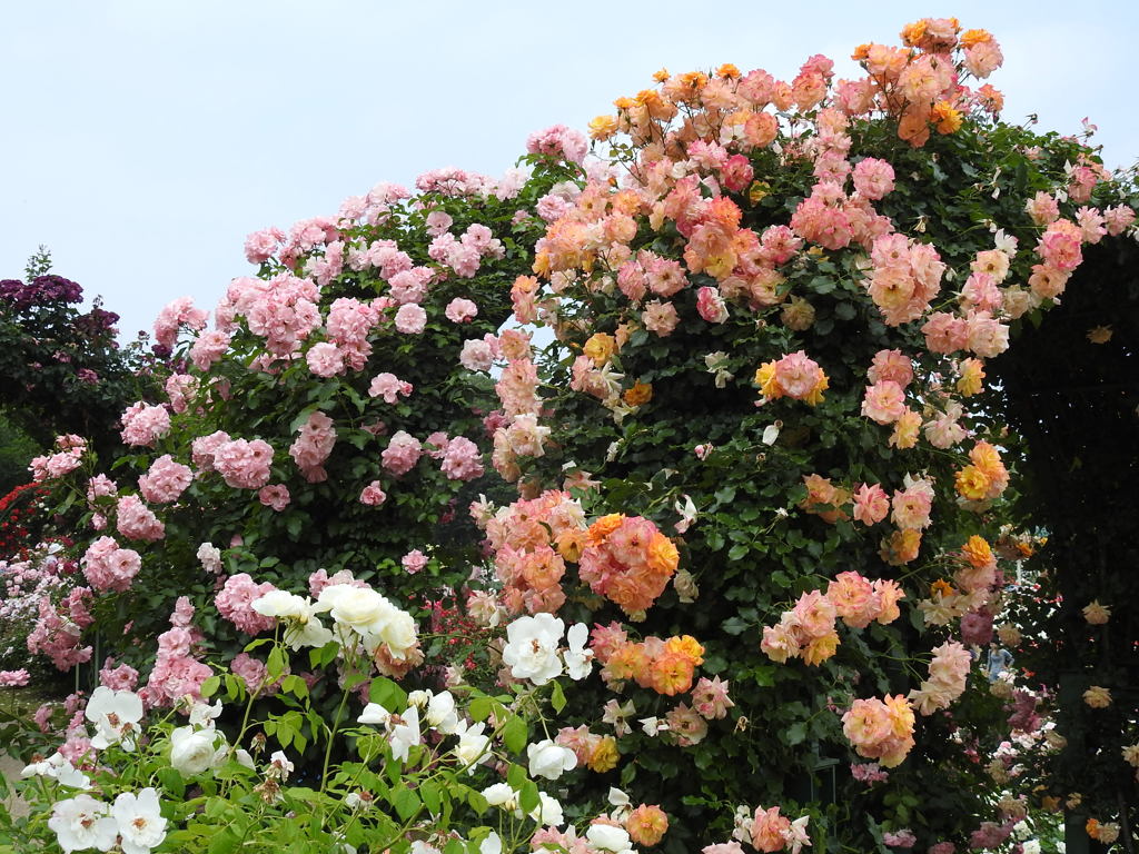 薔薇ｰ4