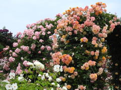 薔薇ｰ4