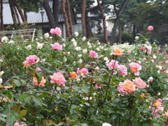 バラｰ7