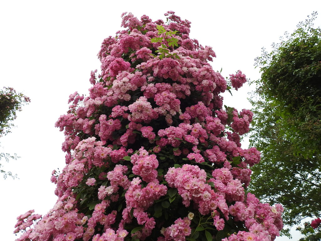 薔薇ｰ9
