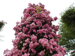 薔薇ｰ9
