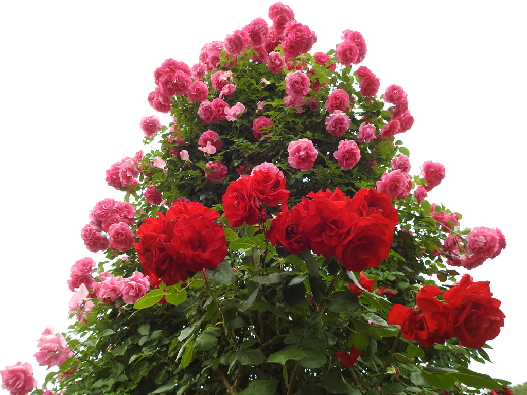 薔薇ｰ22