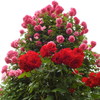 薔薇ｰ22