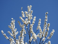 花桃