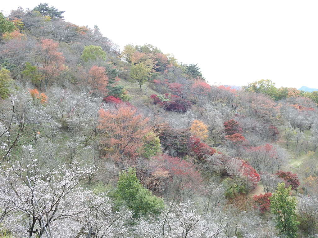 冬桜ｰ14