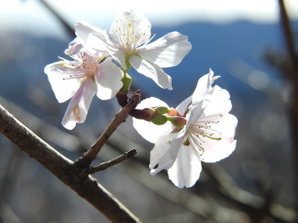 冬桜ｰ5