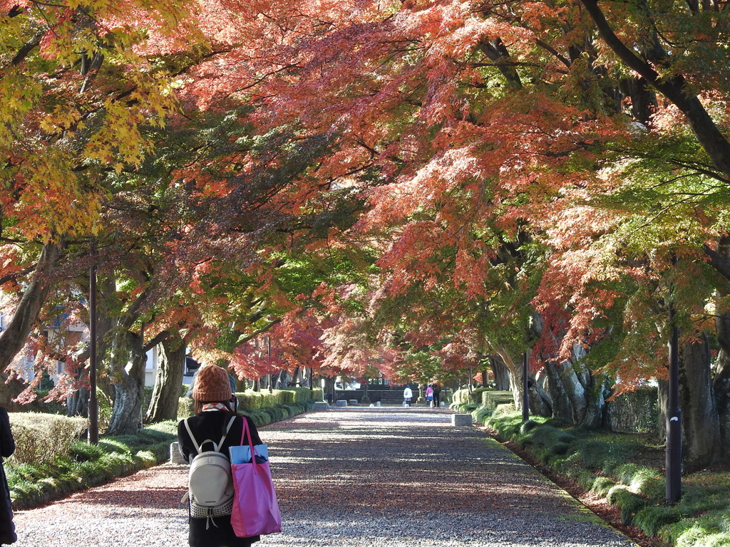 大山参道の紅葉-1