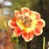 DSCN3133