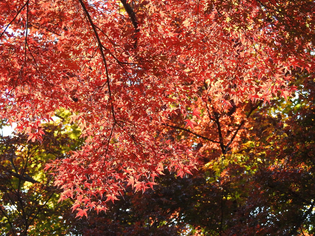 大山参道の紅葉-2