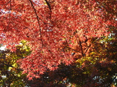 大山参道の紅葉-2