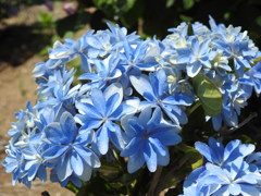 紫陽花ｰ7