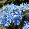 紫陽花ｰ7