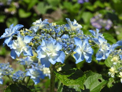 紫陽花ｰ13