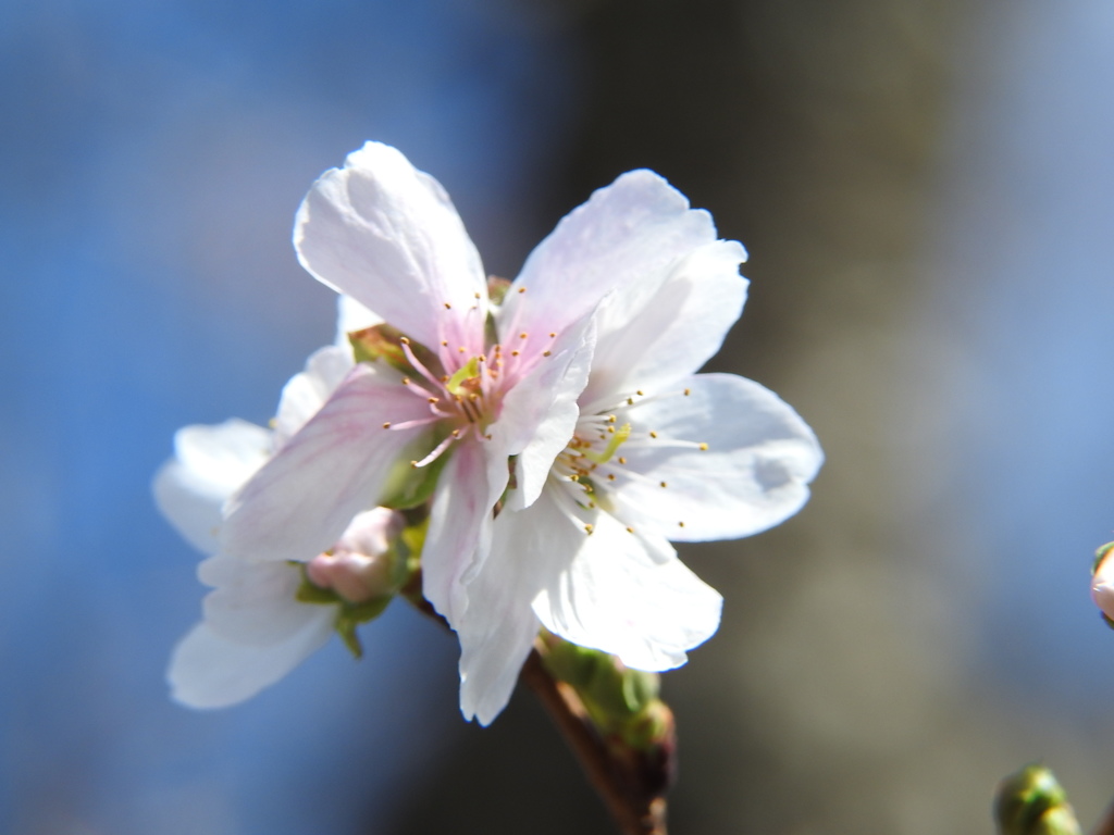 冬桜ｰ1