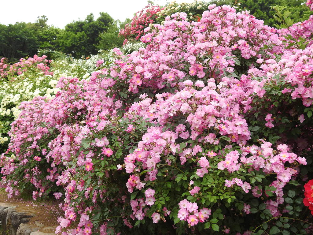 薔薇ｰ13
