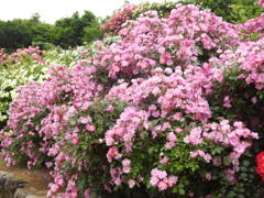 薔薇ｰ13