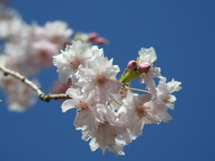 桜ｰ3