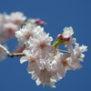 桜ｰ3