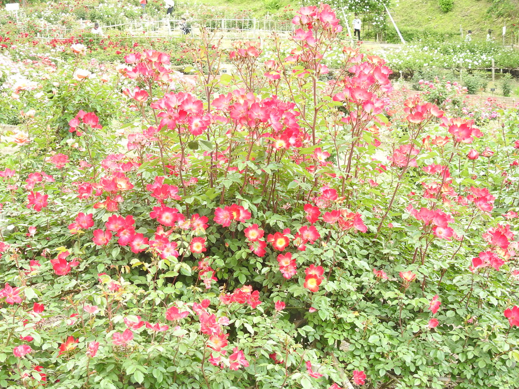 DSCN3292