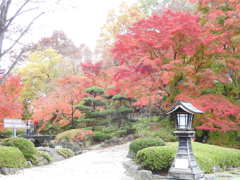桜山公園の紅葉-3