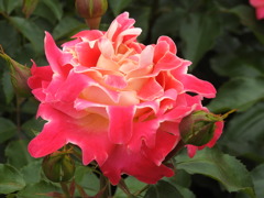 薔薇ｰ15