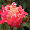 薔薇ｰ15