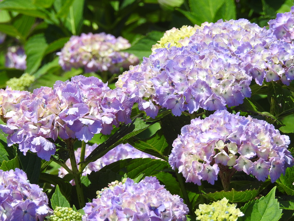 紫陽花ｰ3